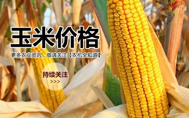 东北玉米最新价格行情解析