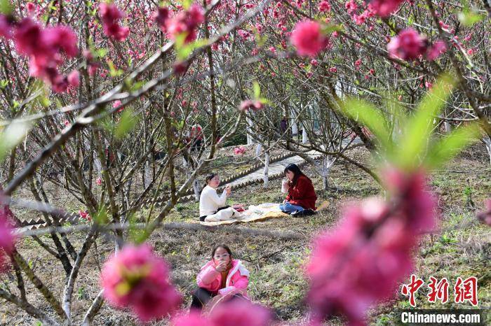 桃花族论坛最新网址，探索网络社区的魅力与力量之旅