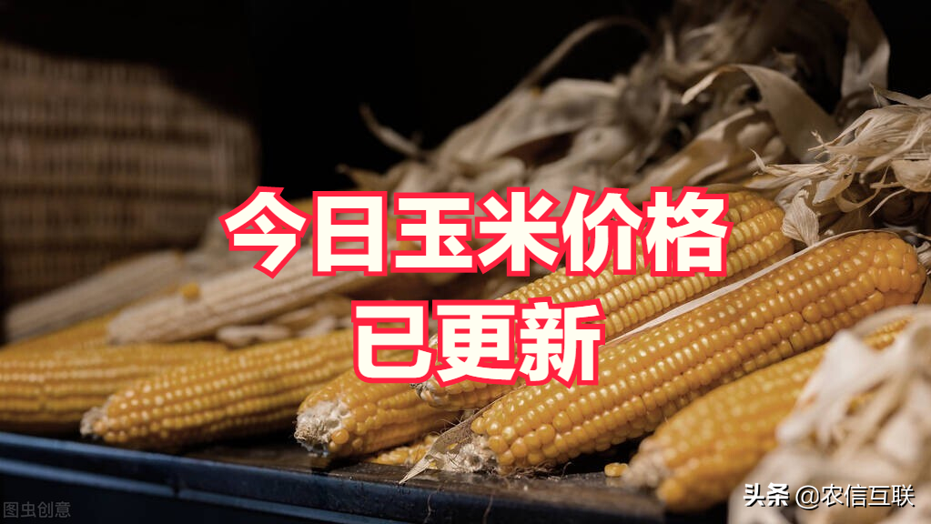 玉米最新行情概览