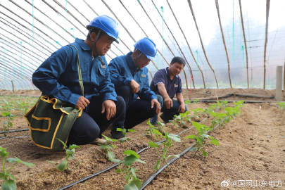 山东农电工最新动态全面解析