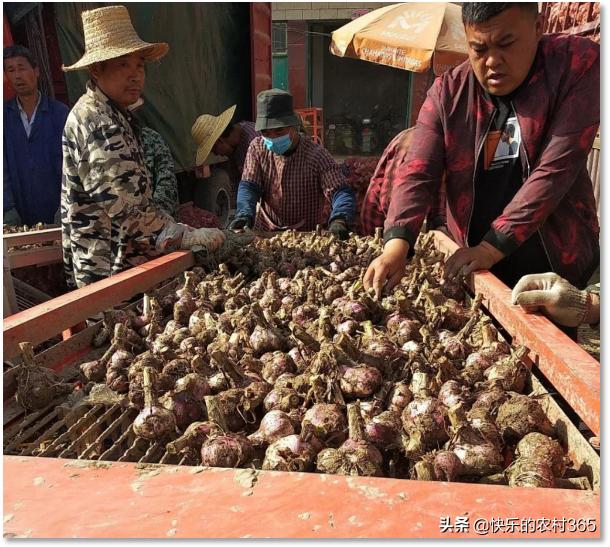 邳州蒜苔价格动态更新与行情分析