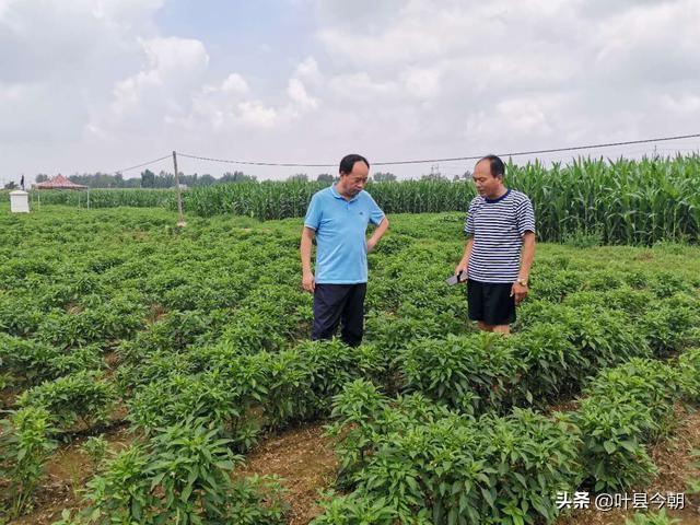 王寨村委会领导团队全新亮相，展望未来发展之路