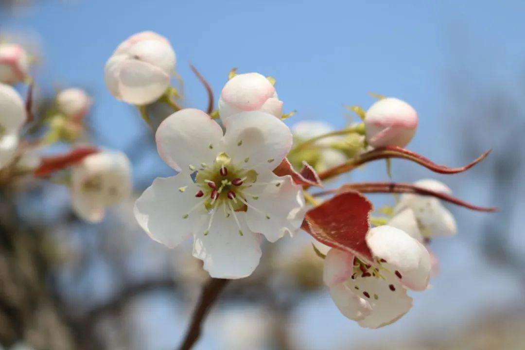 梨花属于什么生肖,准确资料解释落实_HDR71.842