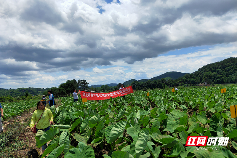 临武县农业农村局新项目推动农业现代化，乡村振兴再添动力