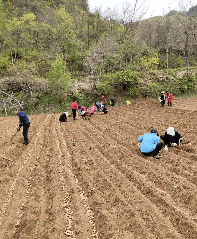 永川区农业农村局新项目推动农业现代化助力乡村振兴