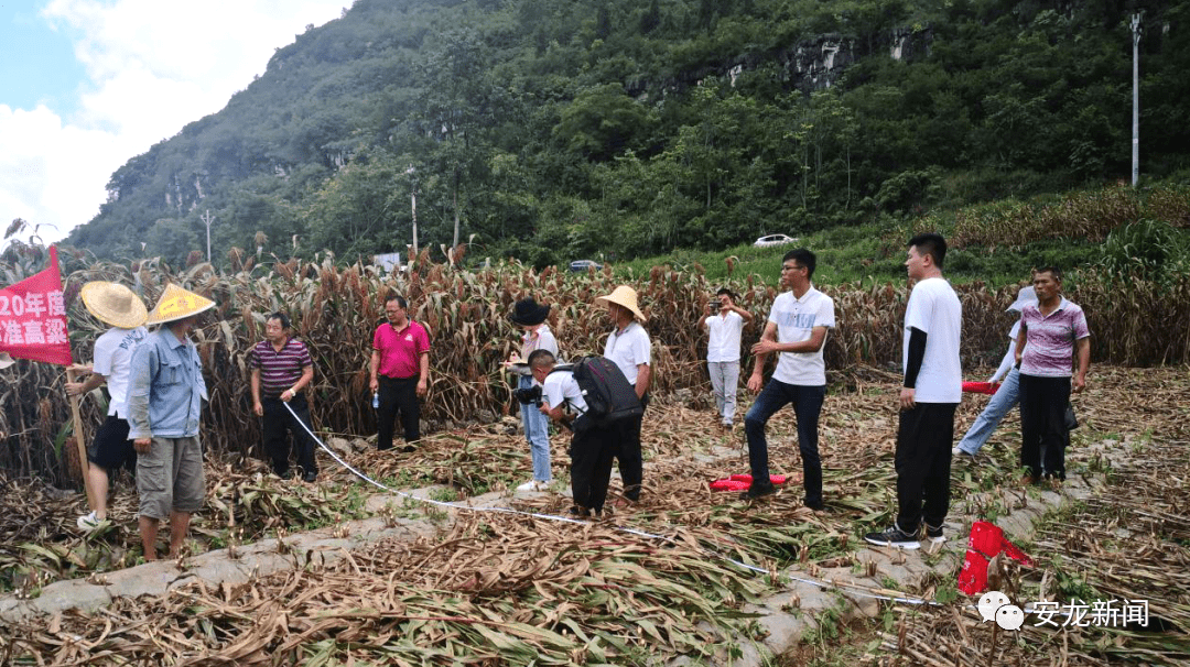 大宁县农业农村局最新项目，推动农业现代化，助力乡村振兴